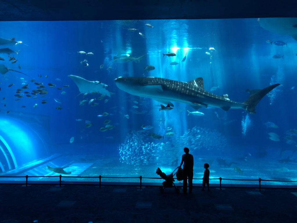 貸し切りの美ら海水族館 これからの沖縄県観光産業に必要なこと 株式会社 琉球ストラテジー